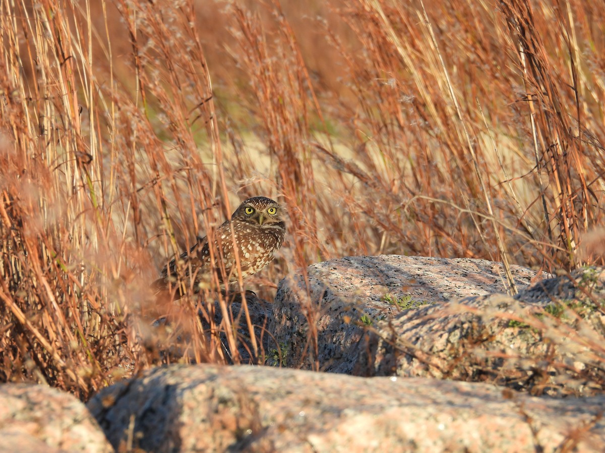 Burrowing Owl - ML647005641