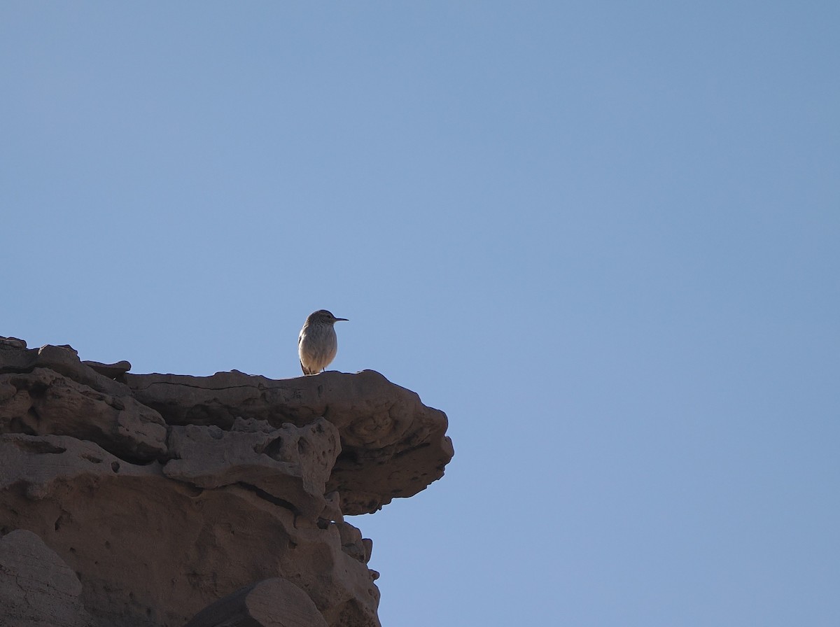 Cucarachero Roquero - ML647005643