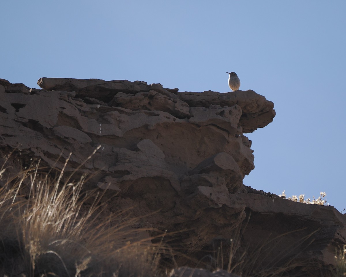 Cucarachero Roquero - ML647005644