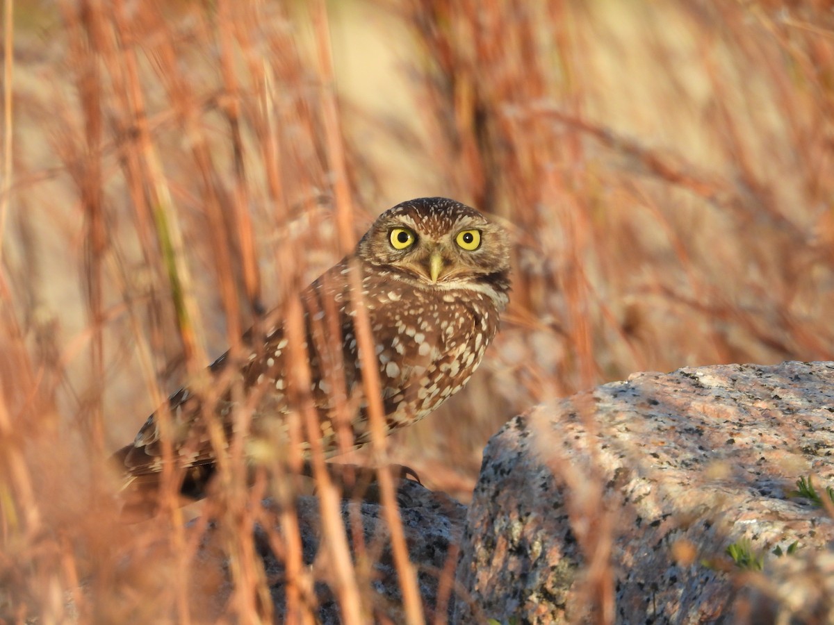 Burrowing Owl - ML647005645