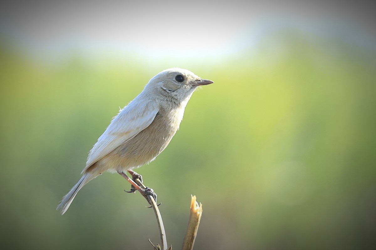 Pied Bushchat - ML647005663