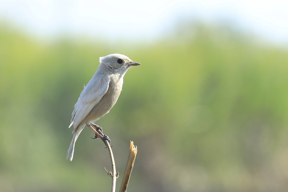 Pied Bushchat - ML647005664