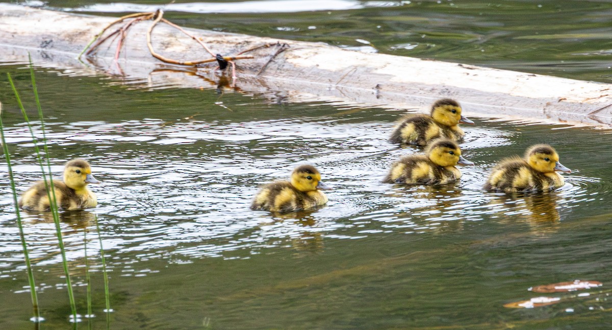 Basahatea - ML647005665