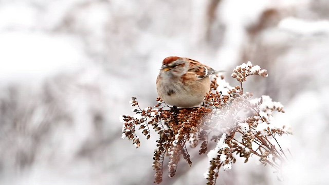 American Tree Sparrow - ML647005666