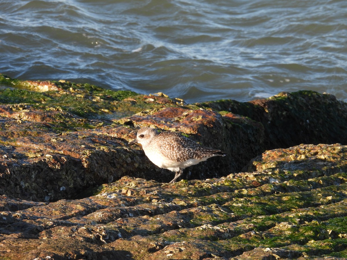 灰斑鴴 - ML647005668