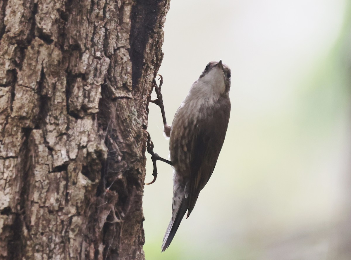 White-throated Treecreeper - ML647005669