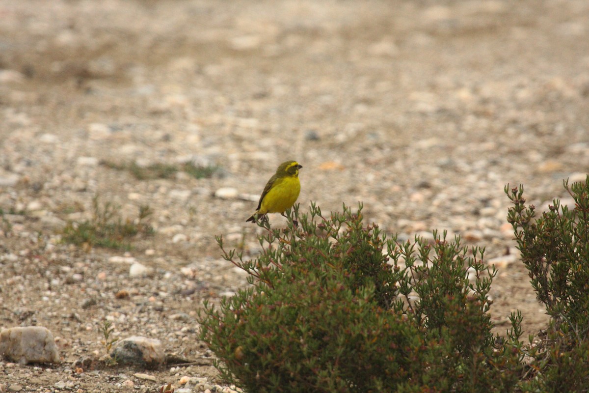 Yellow Canary - ML647005670