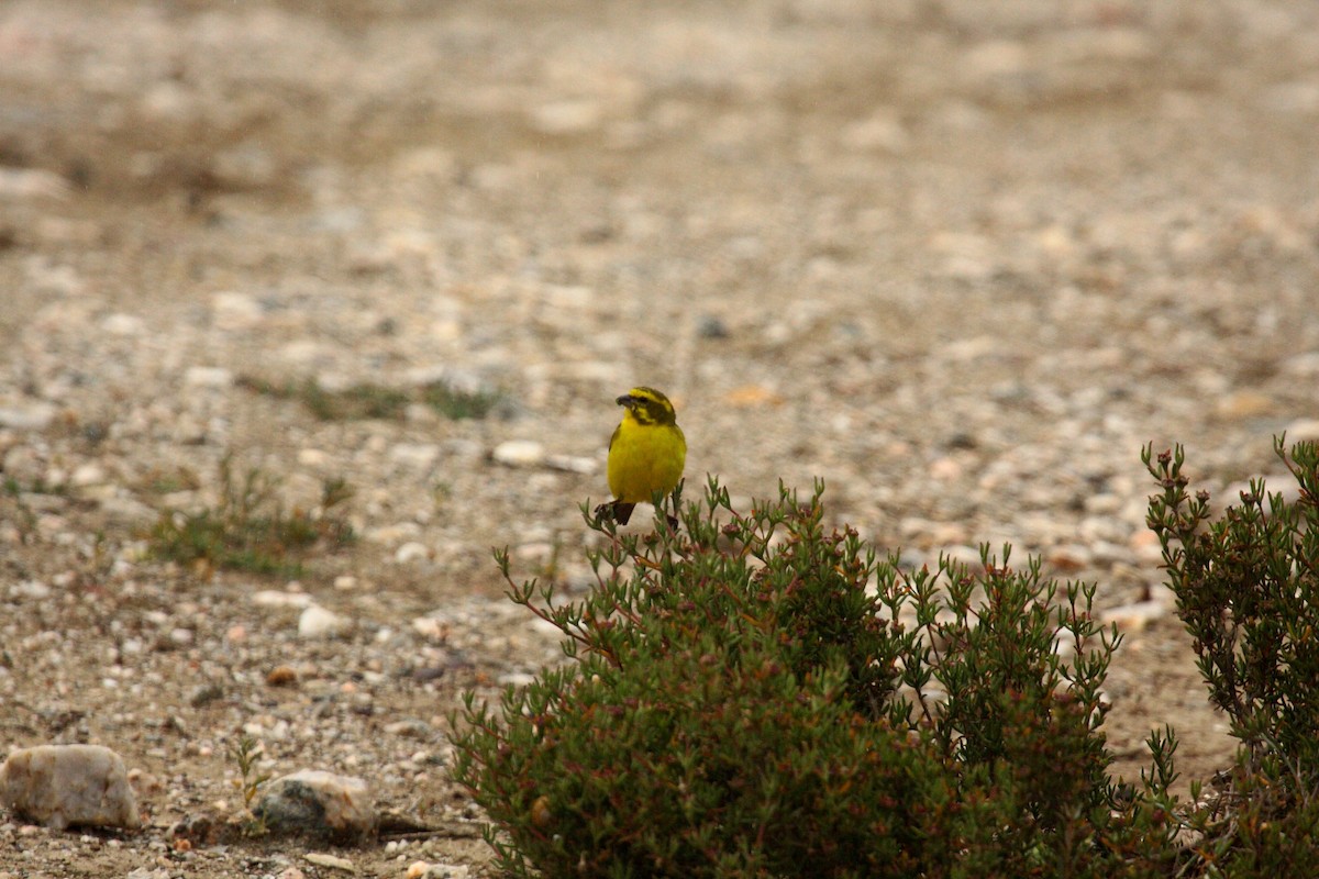 Yellow Canary - ML647005671