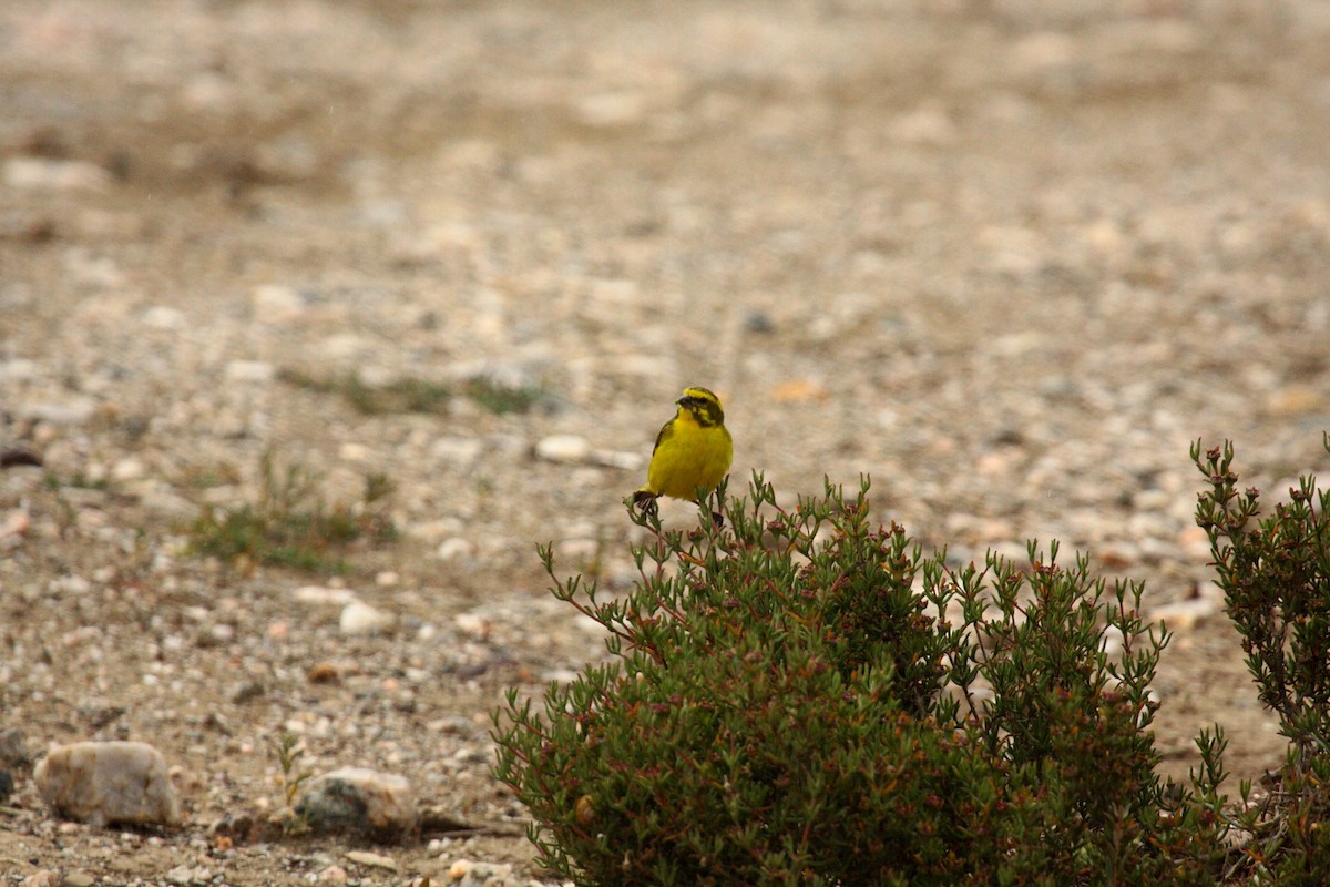 Yellow Canary - ML647005672