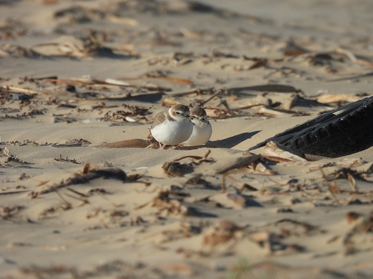 Snowy Plover - ML647005678