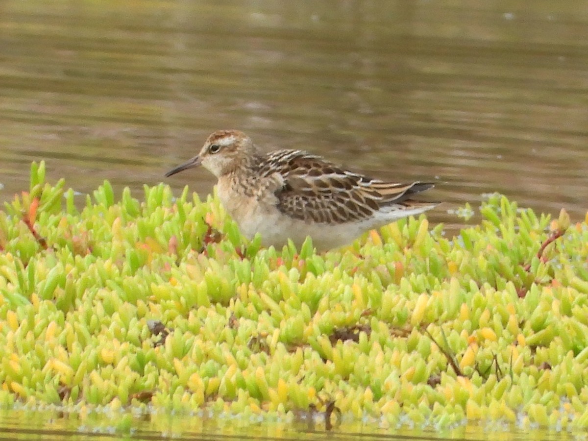 jespák klínoocasý - ML647005680