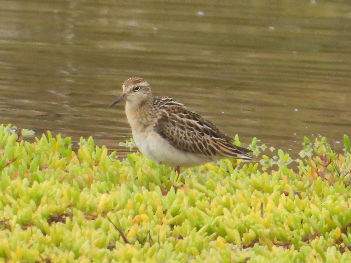 jespák klínoocasý - ML647005681