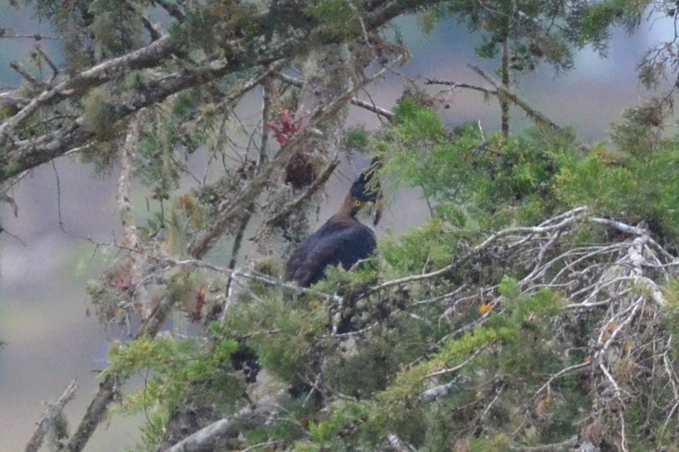 orel zdobený - ML647005685