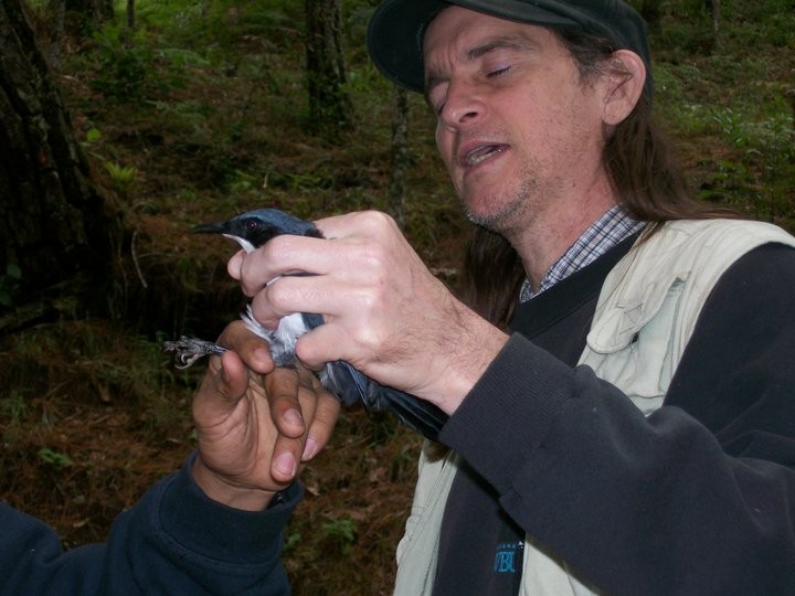 Mulato Pechiblanco - ML647005689