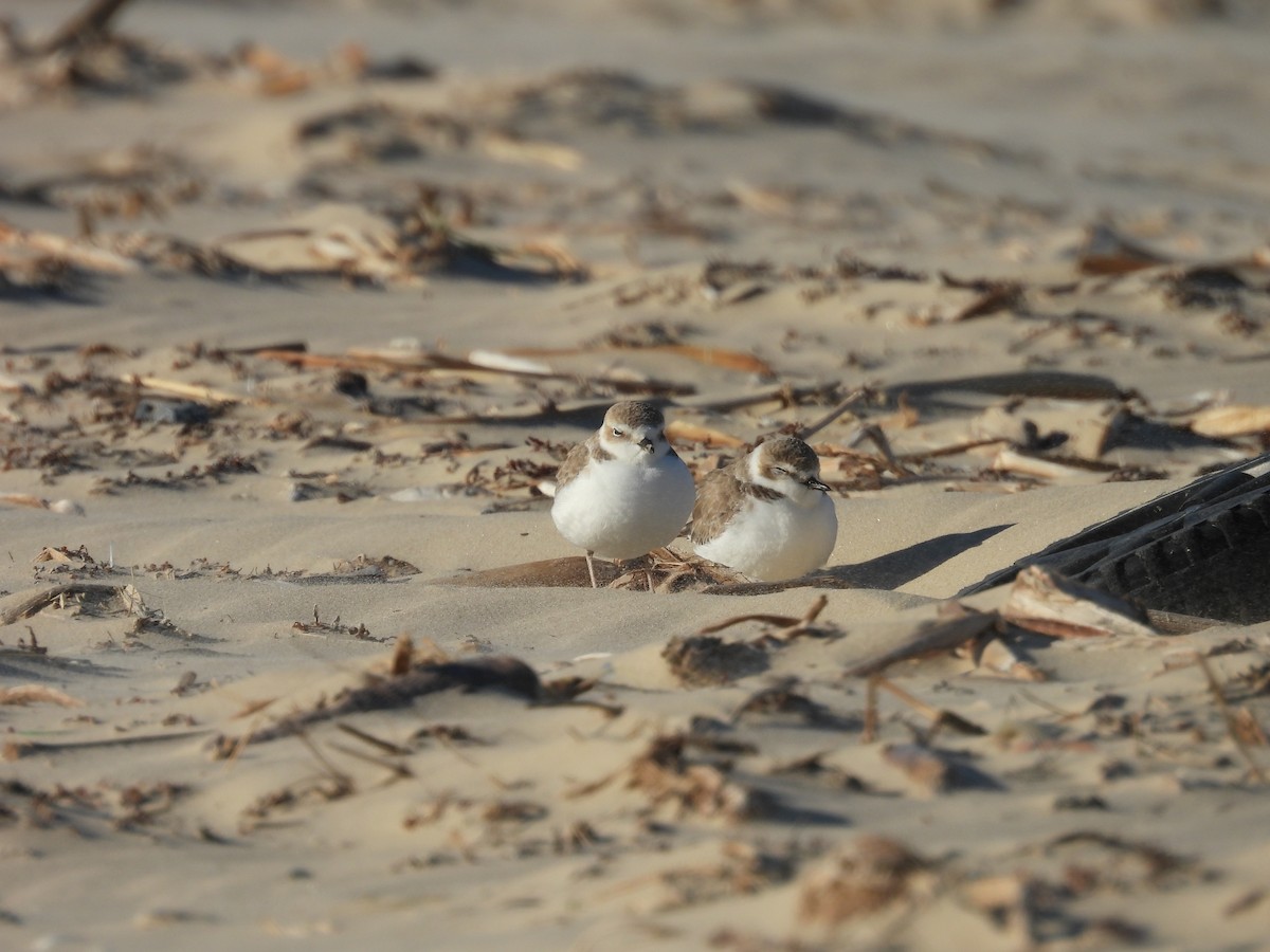 Snowy Plover - ML647005691