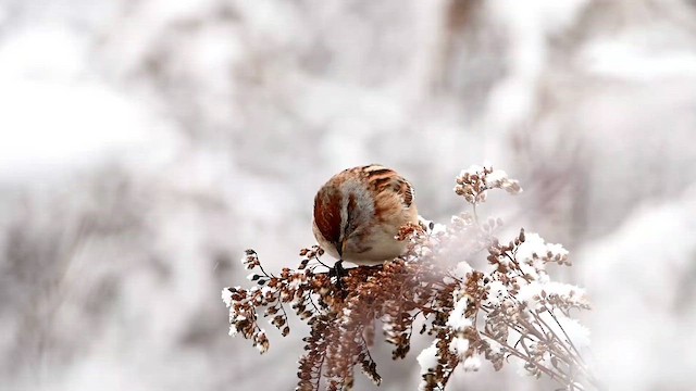 American Tree Sparrow - ML647005699