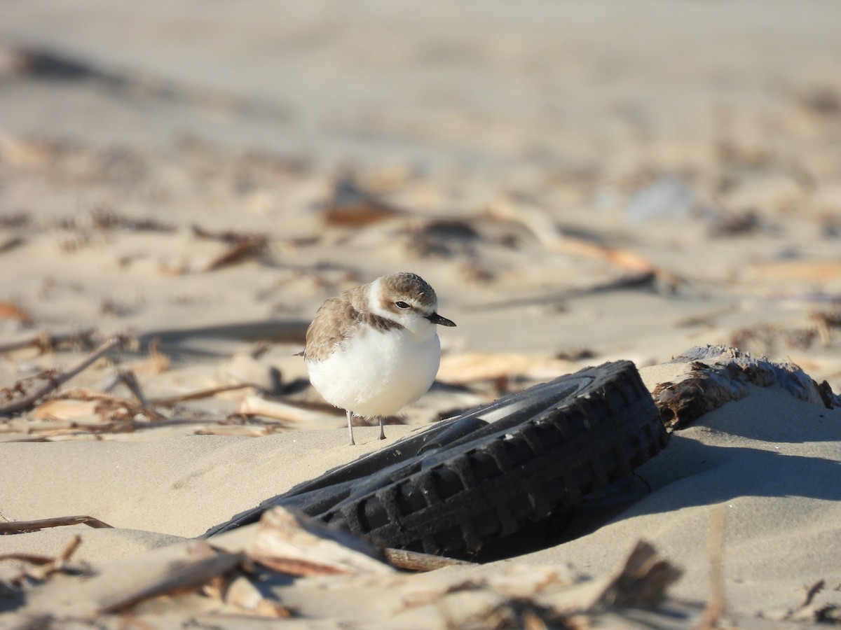 Snowy Plover - ML647005700