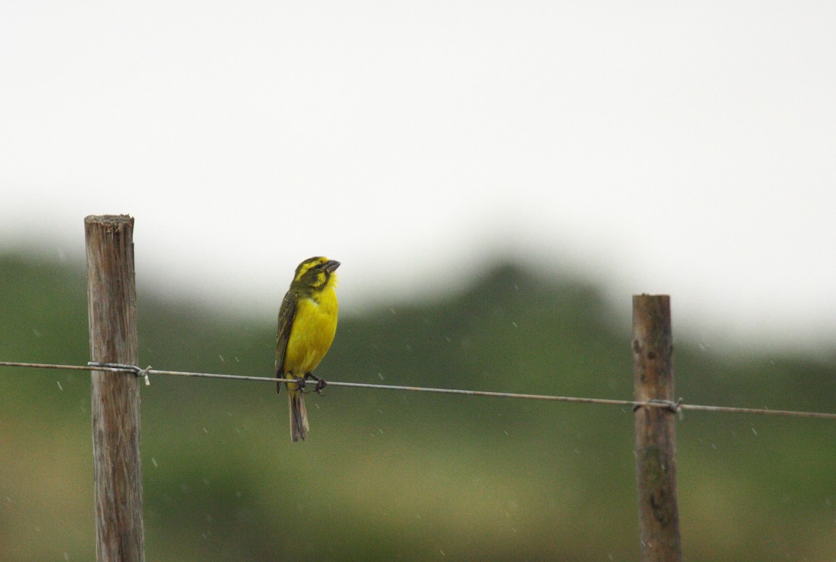 Yellow Canary - ML647005704