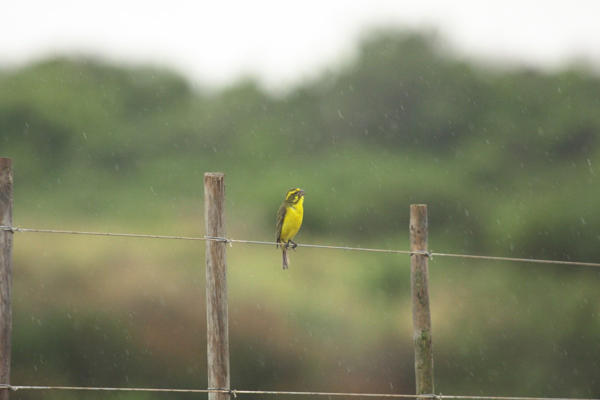 Yellow Canary - ML647005705