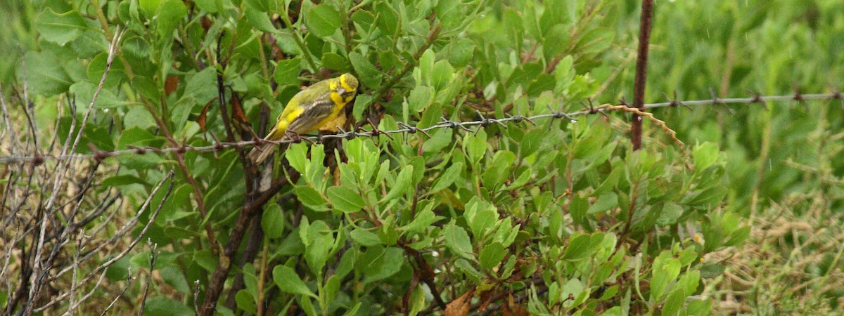 Yellow Canary - ML647005706