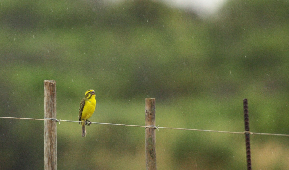 Yellow Canary - ML647005707