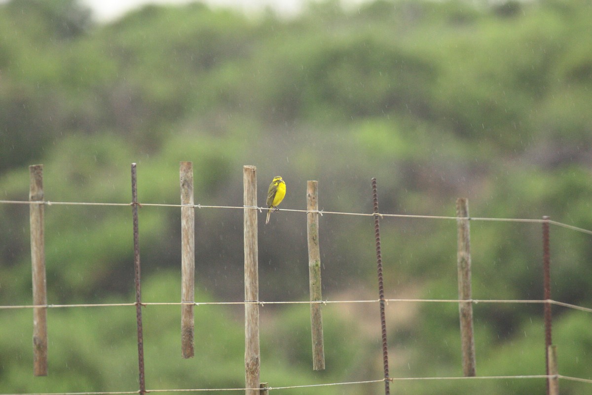 Yellow Canary - ML647005708