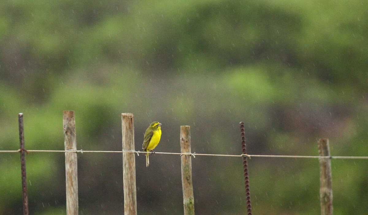 Yellow Canary - ML647005709