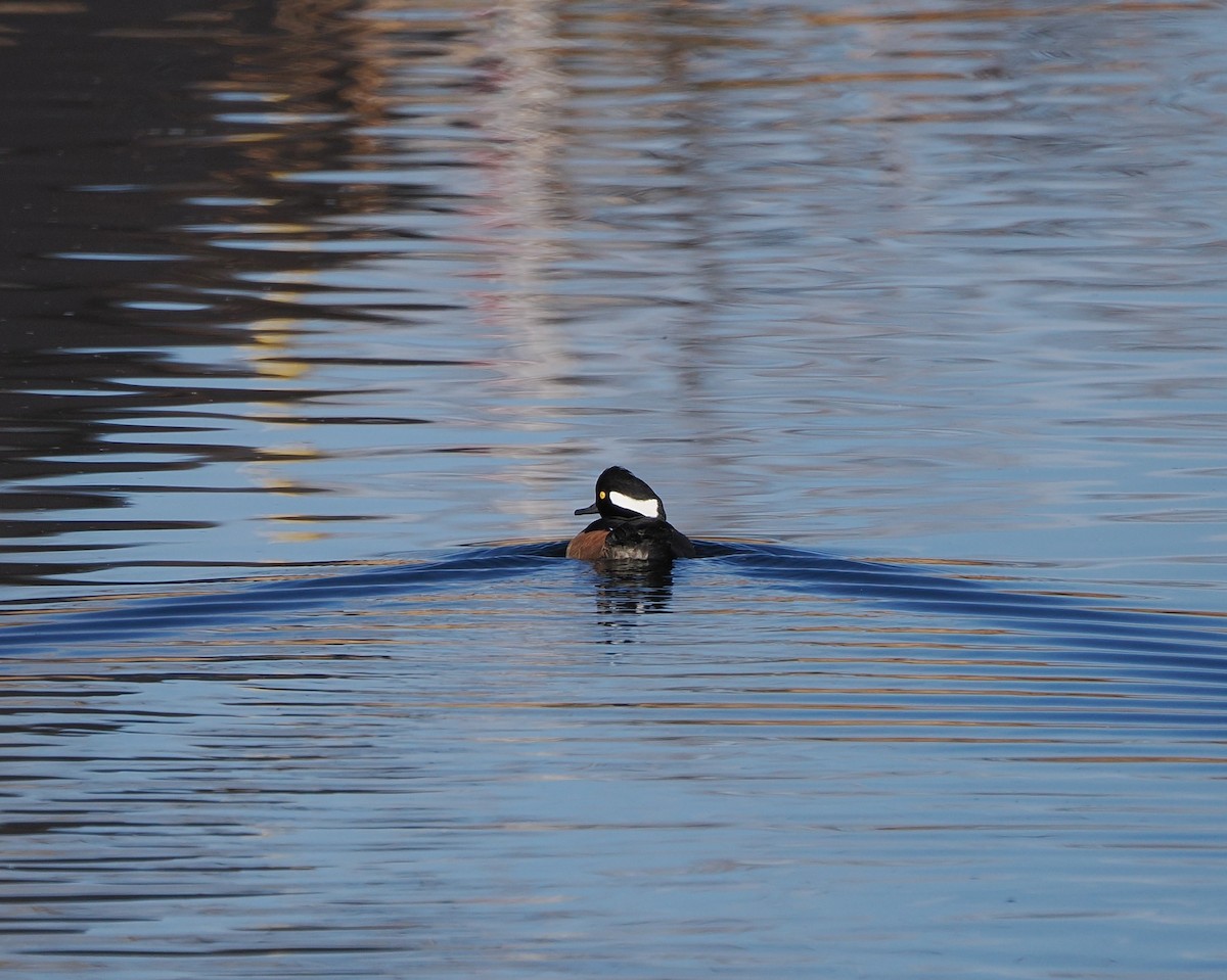 Serreta Capuchona - ML647005712