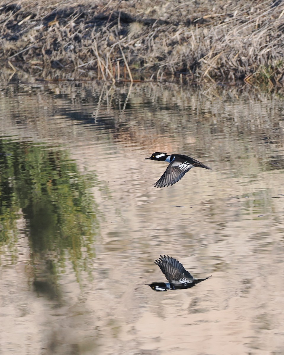 Serreta Capuchona - ML647005713