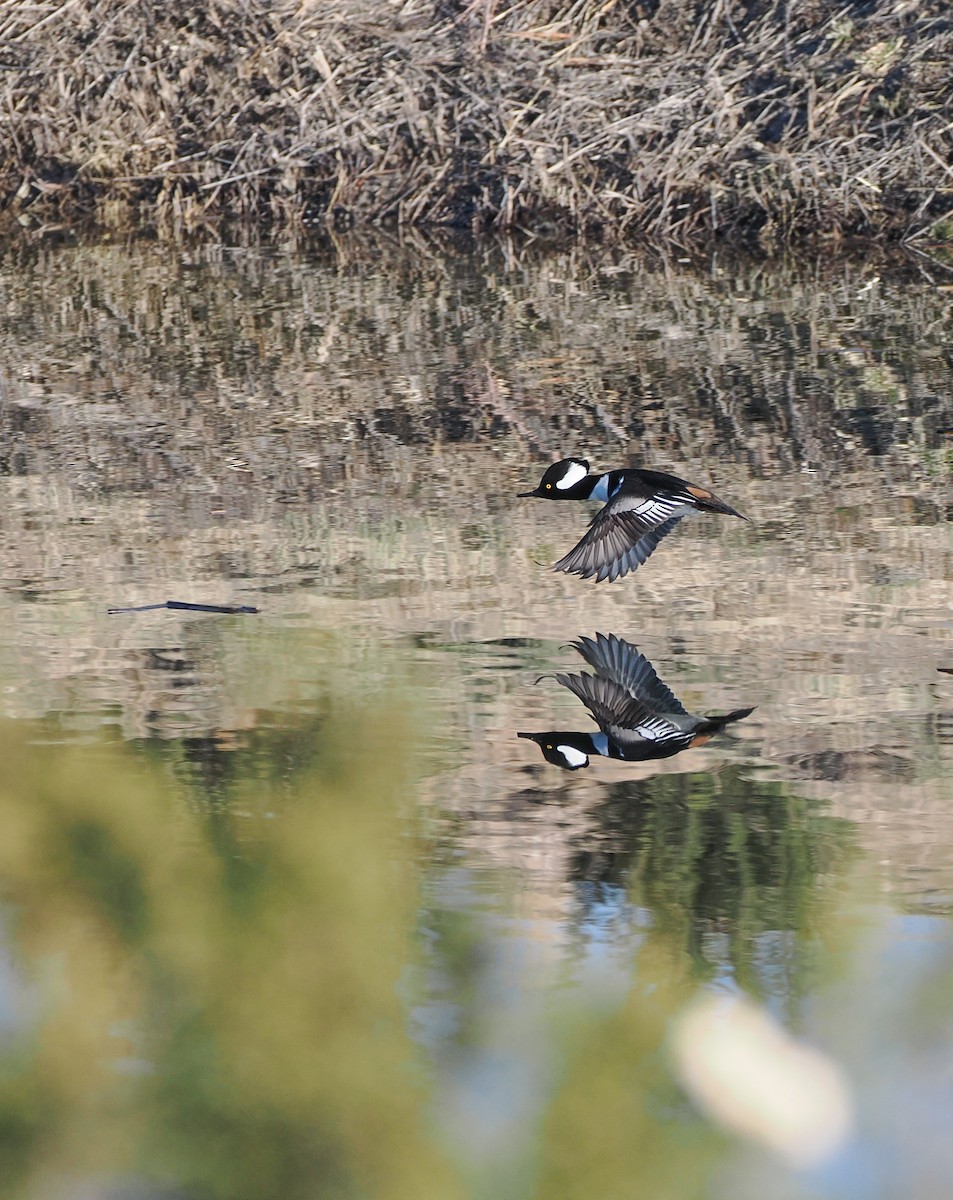 Serreta Capuchona - ML647005714