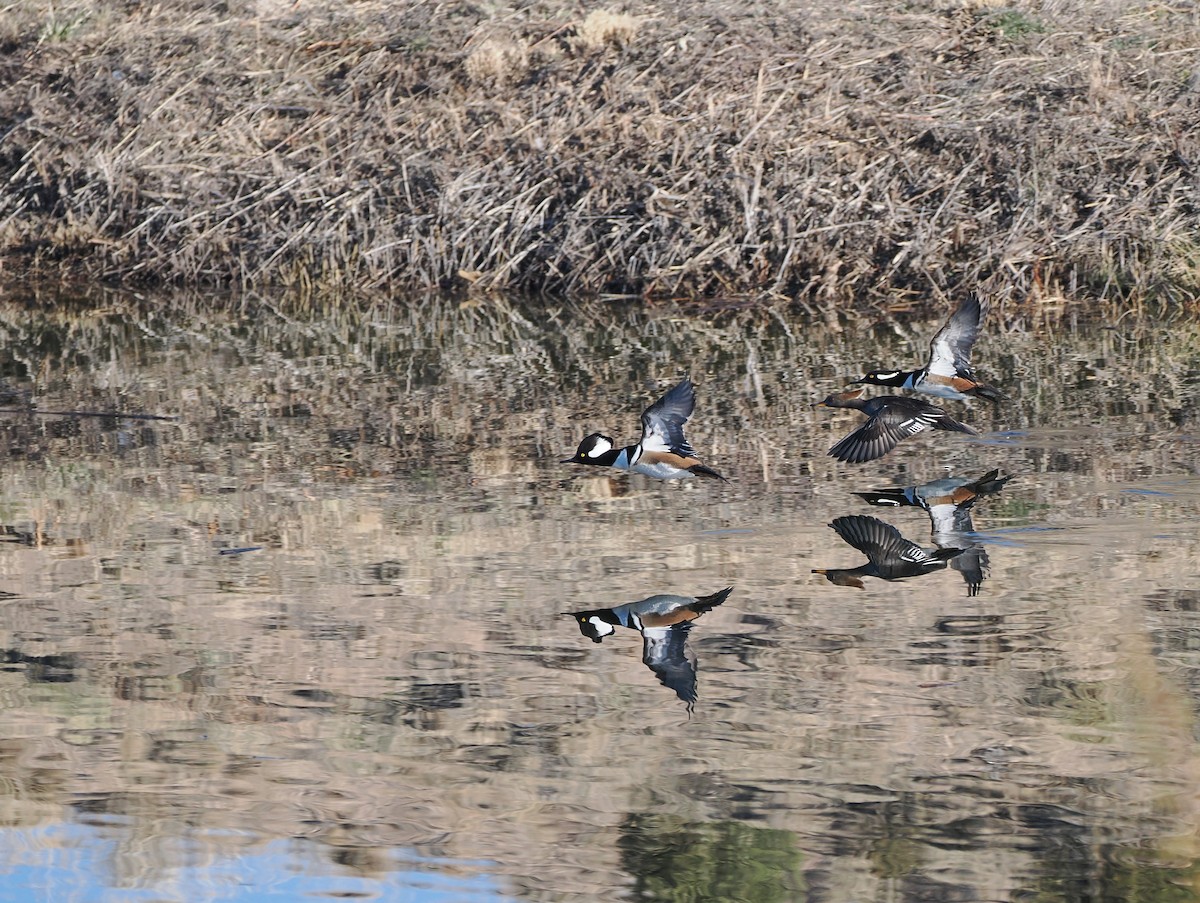 Serreta Capuchona - ML647005715