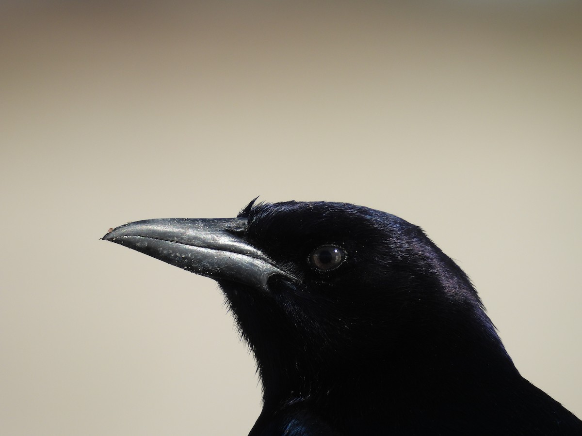 Boat-tailed Grackle - ML647005718