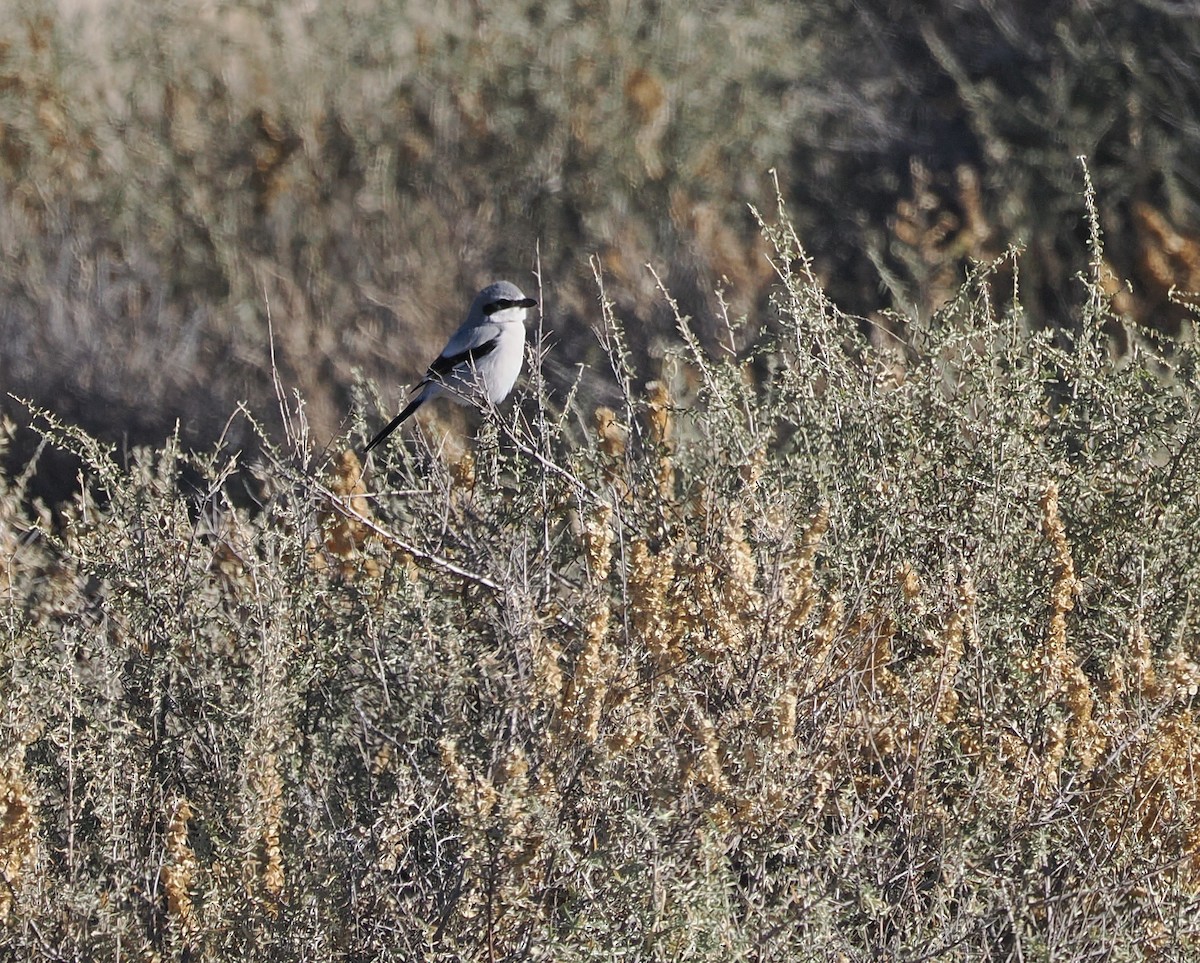 Alcaudón Americano - ML647005724