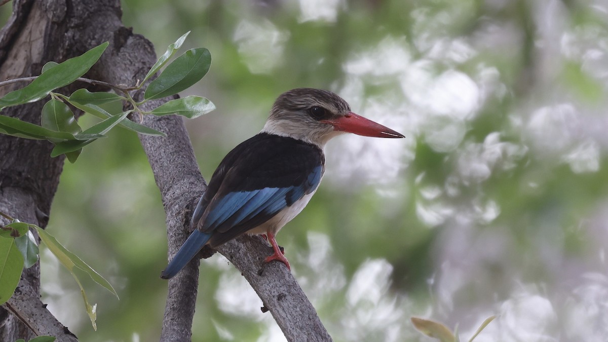 Альціон буроголовий - ML647005725