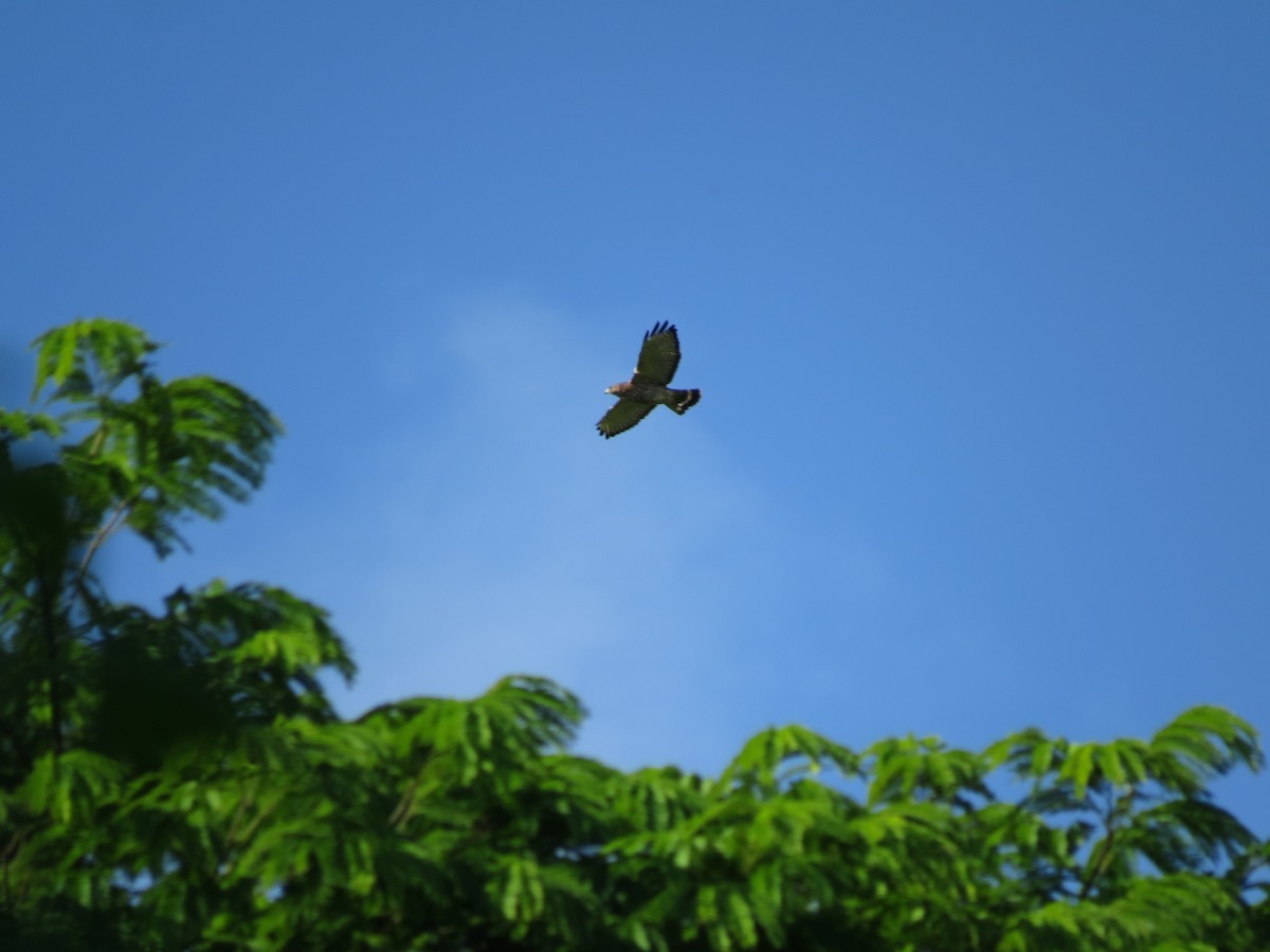 Broad-winged Hawk - ML647005728
