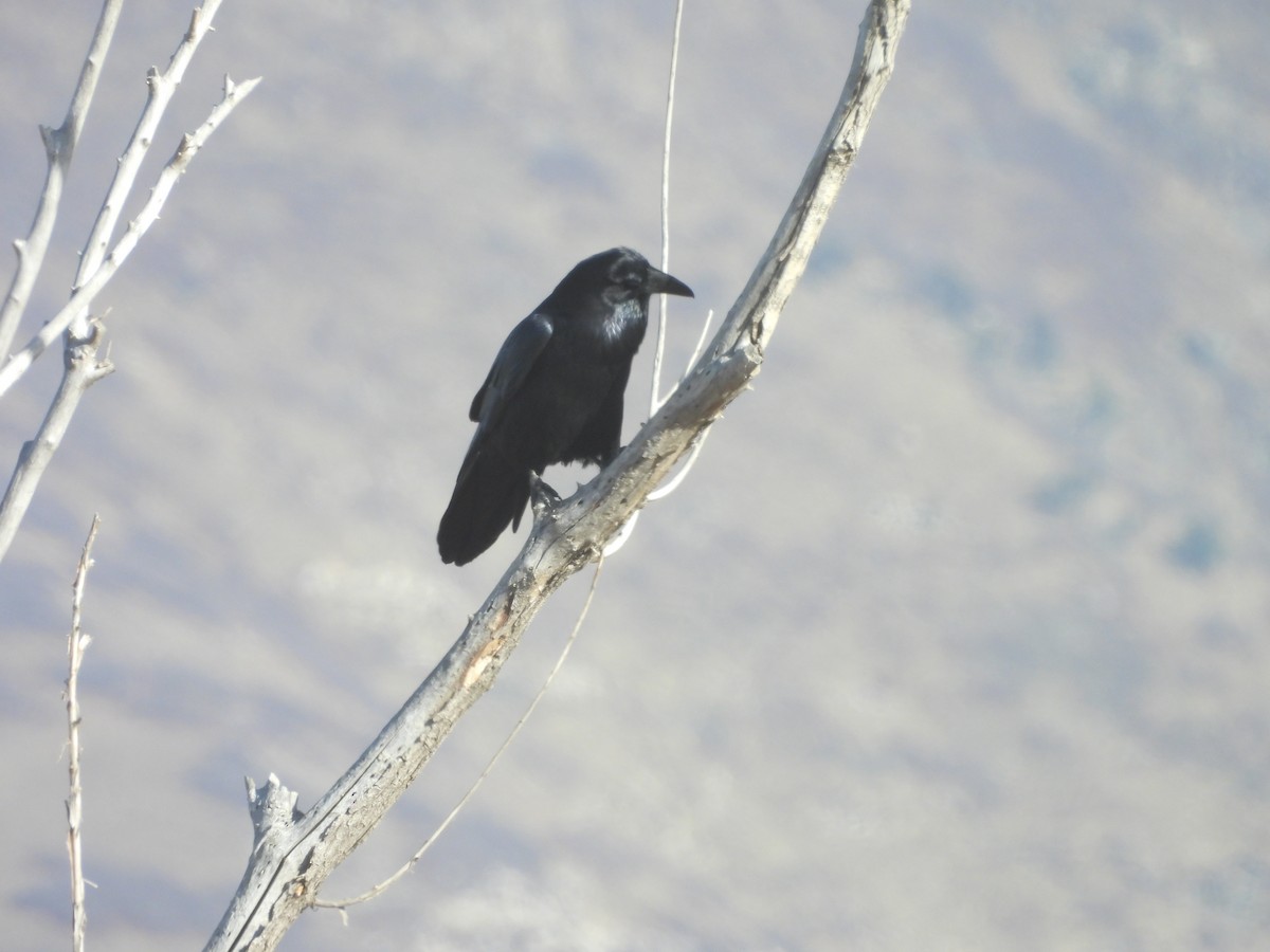 Grand Corbeau - ML647005735