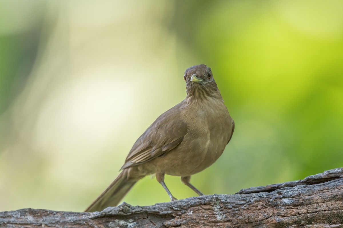 Merle fauve - ML647005737