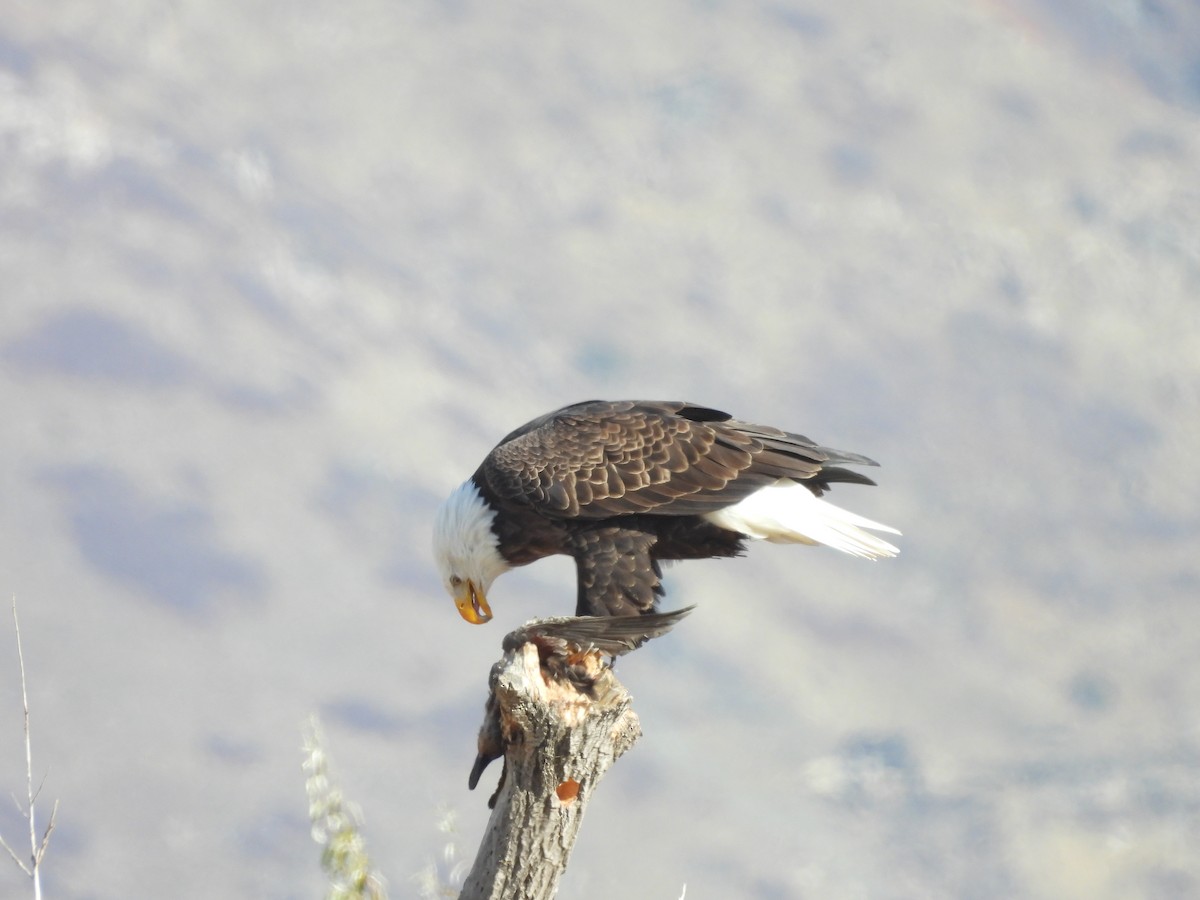 Pygargue à tête blanche - ML647005741