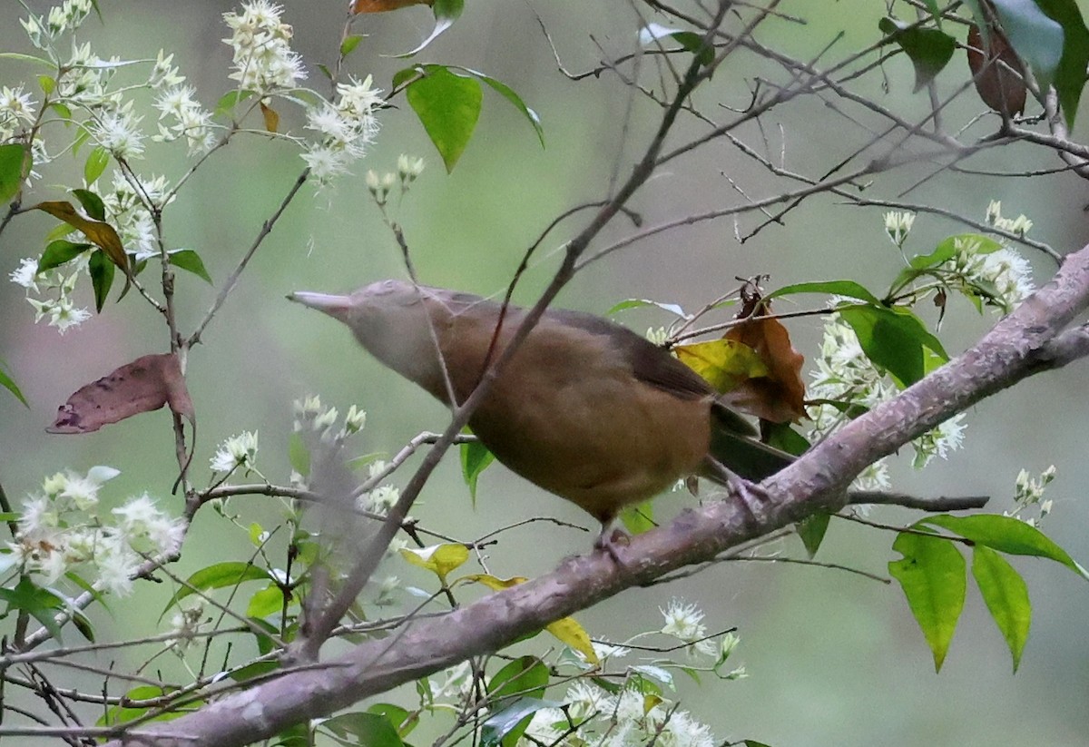 Little Shrikethrush (Rufous) - ML647005742