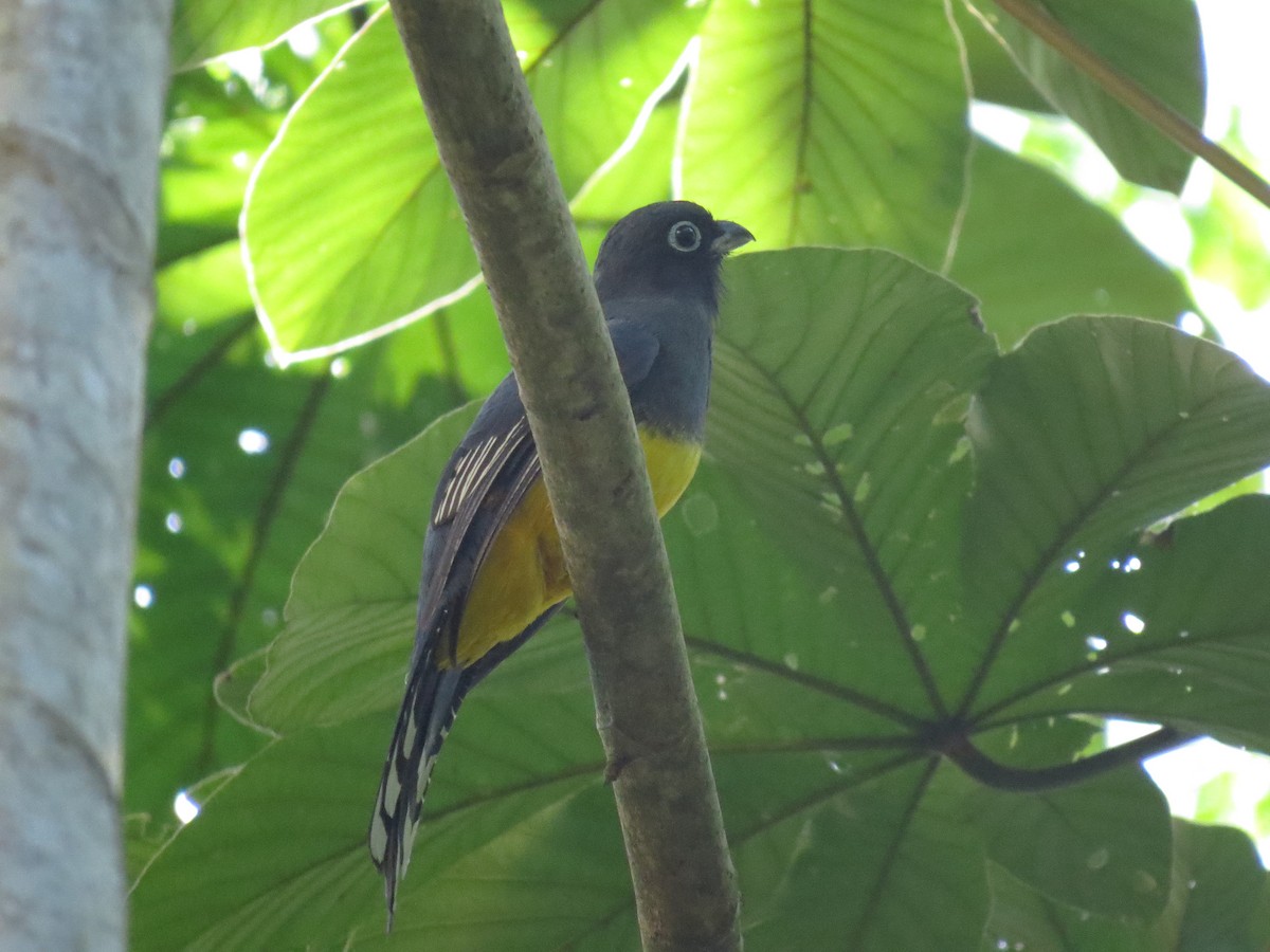 Black-headed Trogon - ML647005744