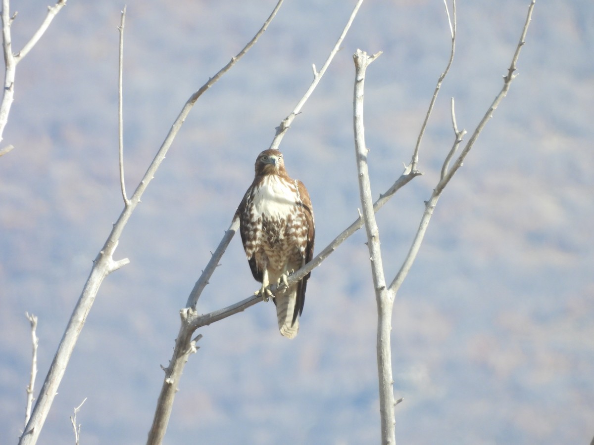 Buse à queue rousse - ML647005745