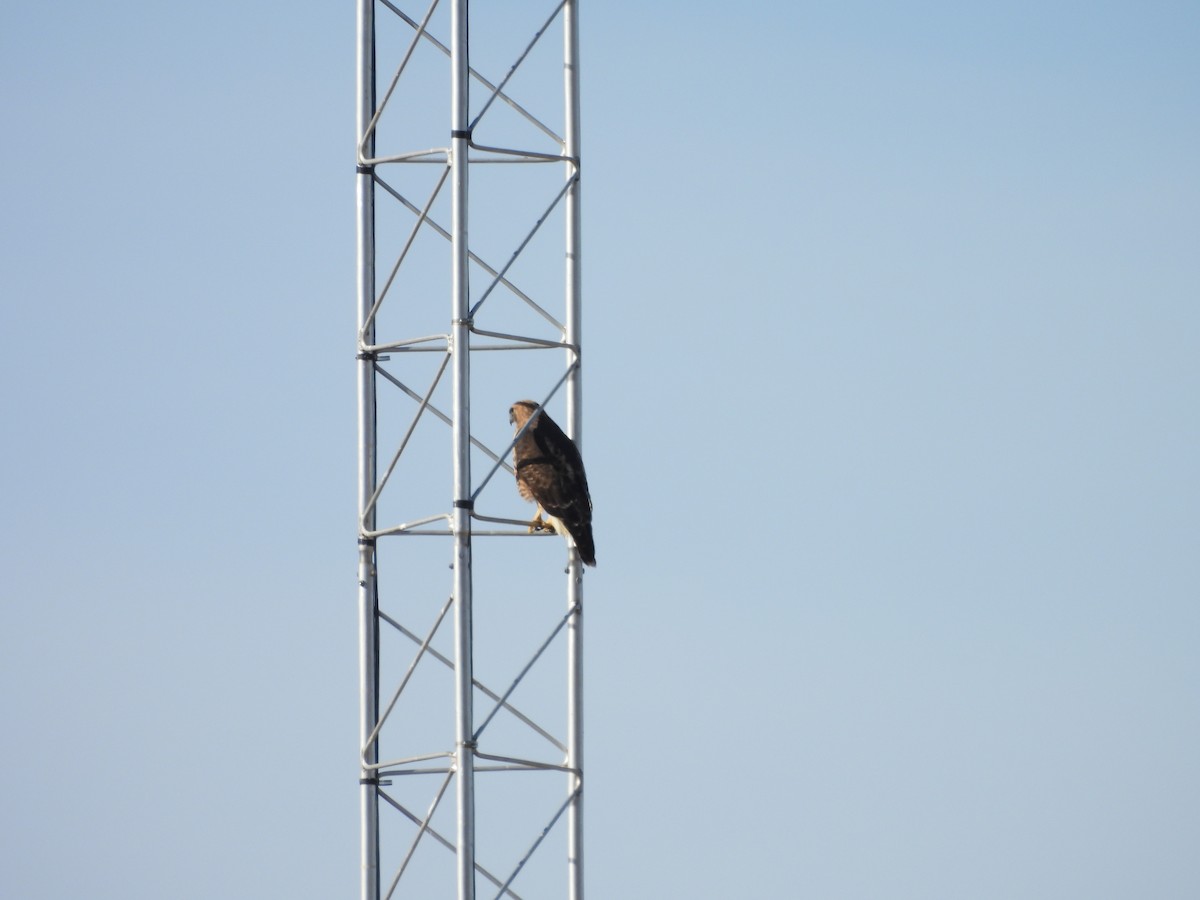 Buse à queue rousse - ML647005748