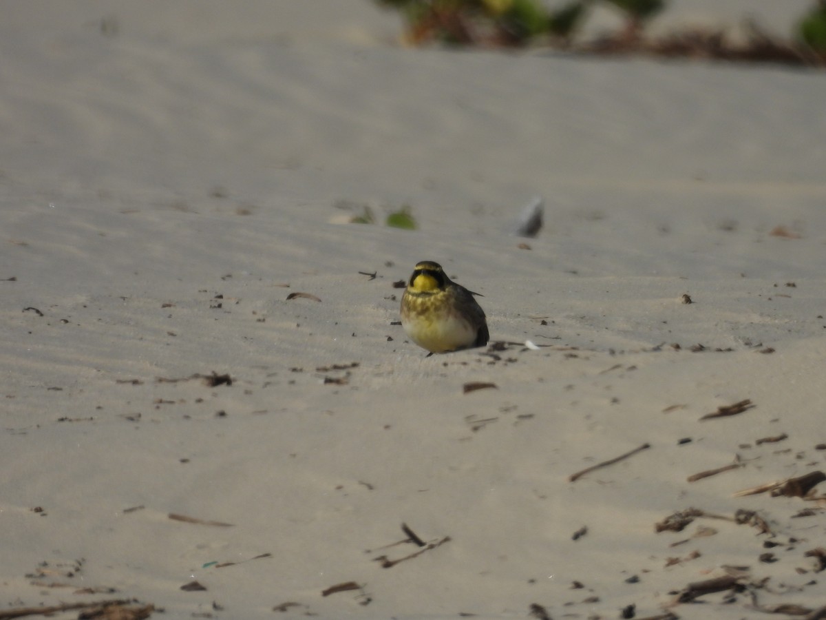 Эвэрт болжмор - ML647005749