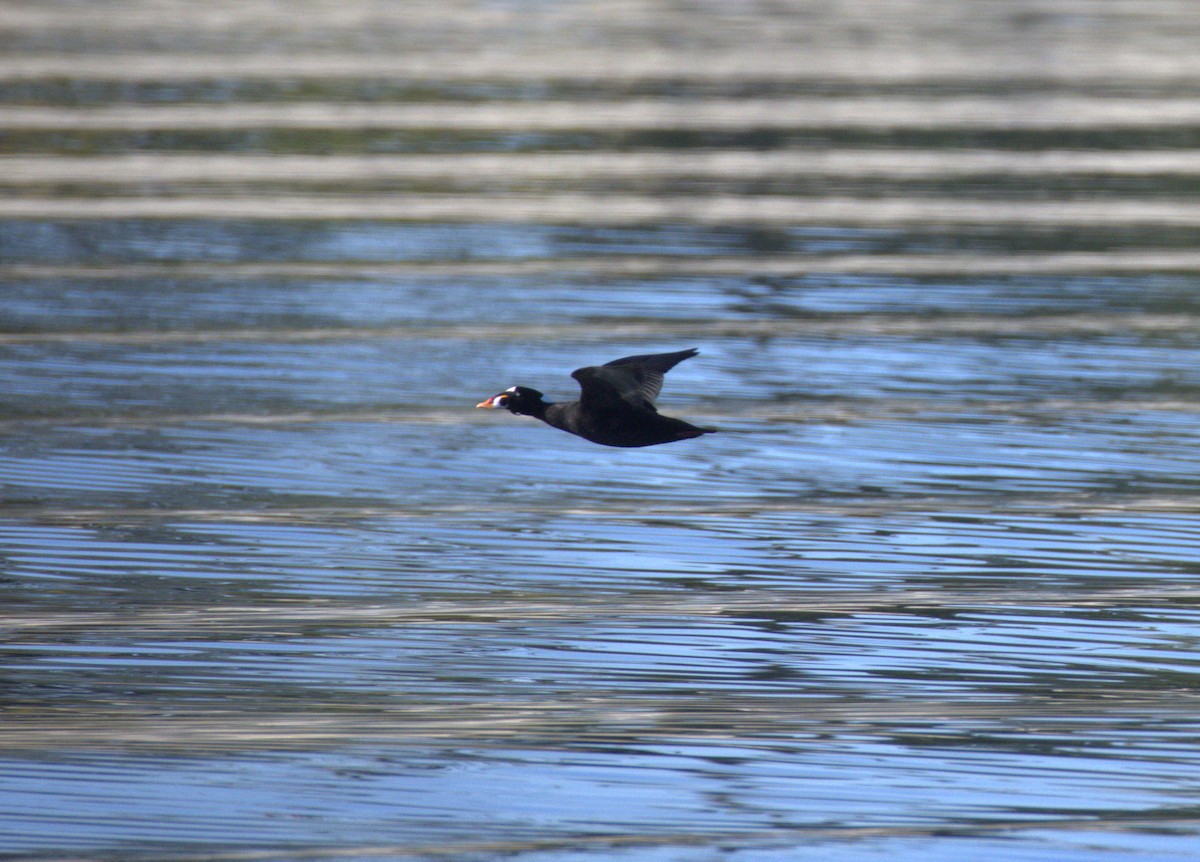 Yamalı Ördek - ML647005751