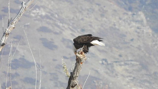 Bald Eagle - ML647005753