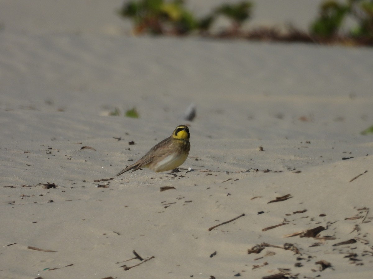 Эвэрт болжмор - ML647005754