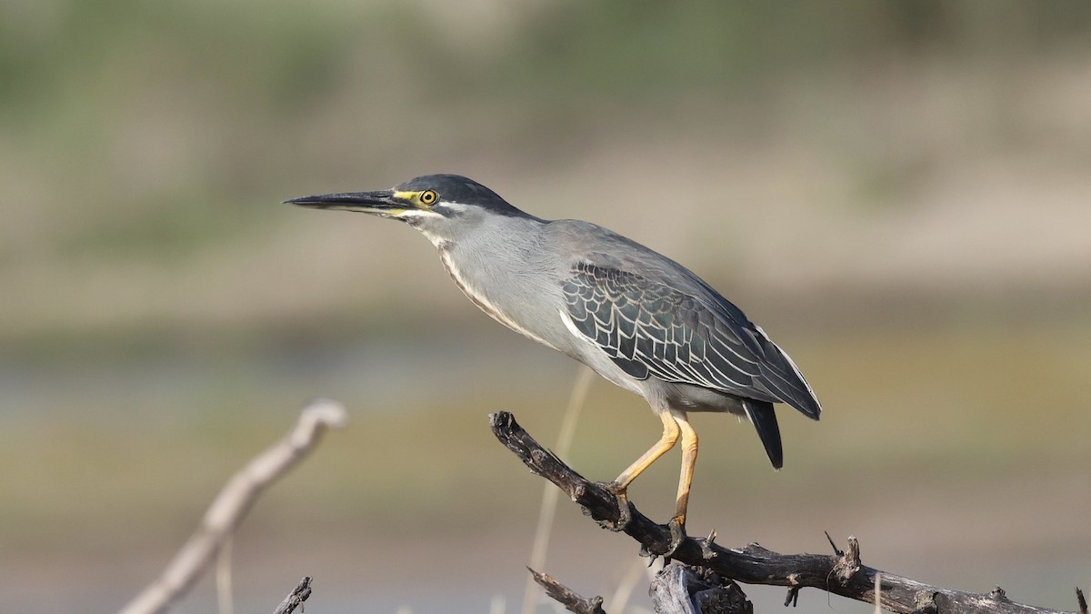 Чапля мангрова мала - ML647005755