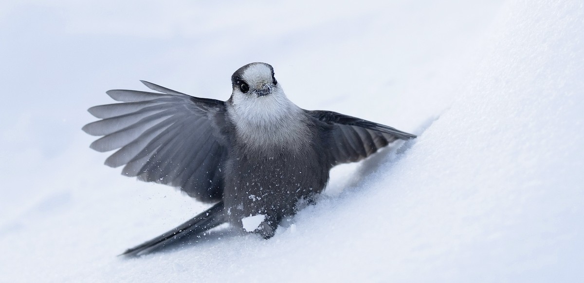 Canada Jay - ML647005756
