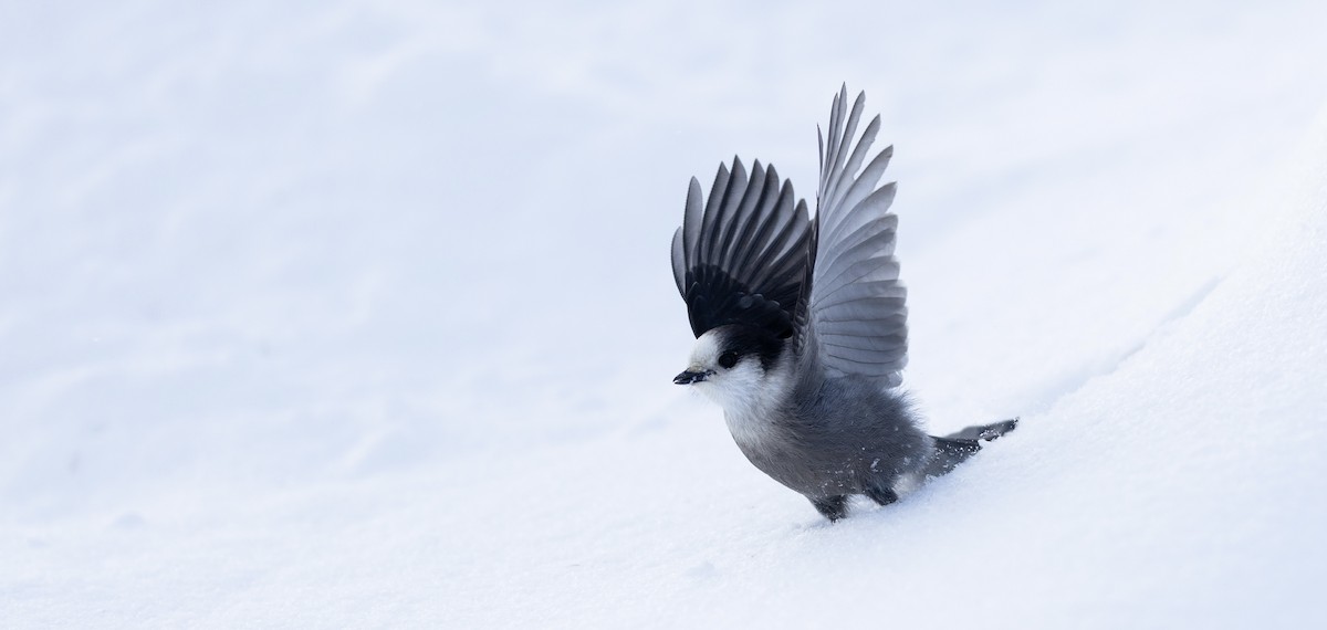 Canada Jay - ML647005757
