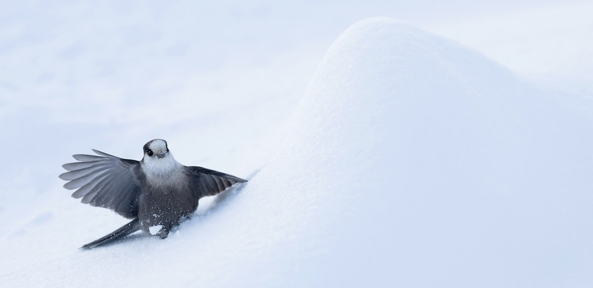 Canada Jay - ML647005758